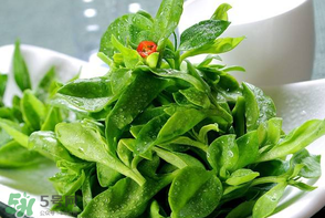 冰草是田七嗎？冰草和田七一樣嗎？