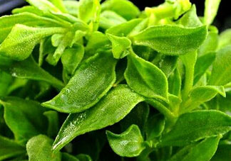 冰草是田七嗎？冰草和田七一樣嗎？