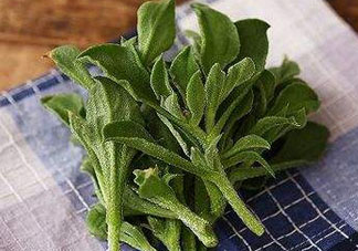 吃冰菜有什么好處？冰菜吃了有什么好處？