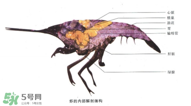 油燜大蝦怎么洗？油燜大蝦怎么清洗