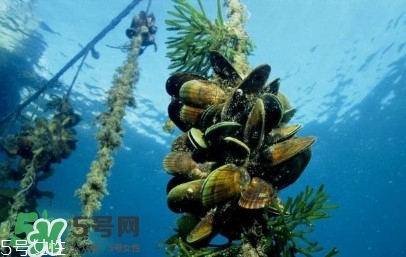 青口貝如何清洗？青口貝怎么處理