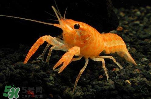 蝦子怎么養(yǎng)？蝦子如何養(yǎng)