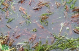 蝦子怎么養(yǎng)？蝦子如何養(yǎng)