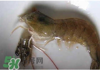 油燜大蝦怎么洗？油燜大蝦怎么清洗