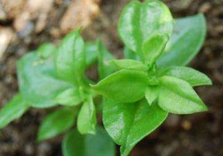 冰菜和穿心蓮是同一種菜嗎？冰菜和穿心蓮是一科嗎？