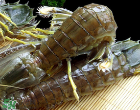 蝦爬子是寒性的嗎？蝦爬子是熱性的還是寒性的？