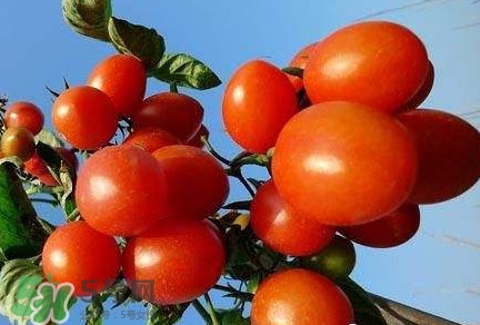 圣女果能空腹吃嗎？空腹吃圣女果好嗎