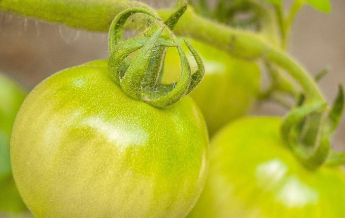 青番茄可以吃嗎？青番茄能不能吃