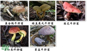 牛肝菌有毒嗎？有毒牛肝菌圖片