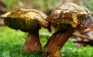 牛肝菌有毒嗎？有毒牛肝菌圖片