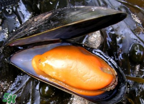 淡菜什么時(shí)候最肥？淡菜什么時(shí)候吃最好？