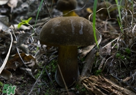 美味牛肝菌多少錢(qián)一斤？一斤牛肝菌多少錢(qián)？