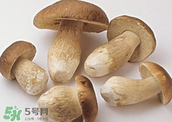 美味牛肝菌多少錢(qián)一斤？一斤牛肝菌多少錢(qián)？