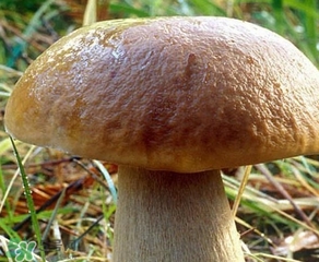 美味牛肝菌多少錢(qián)一斤？一斤牛肝菌多少錢(qián)？