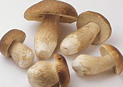 牛肝菌怎么吃？牛肝菌怎么做不會(huì)中毒