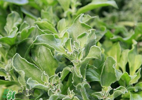 冰菜是什么菜？冰菜和冰草一樣嗎？