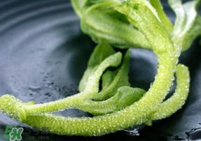 冰菜是什么菜？冰菜和冰草一樣嗎？