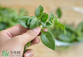 冰菜和穿心蓮是同一種菜嗎？冰菜和穿心蓮是一科嗎？