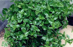 冰菜和穿心蓮是同一種菜嗎？冰菜和穿心蓮是一科嗎？