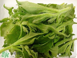 冰菜可以生吃嗎？冰菜能生吃嗎？