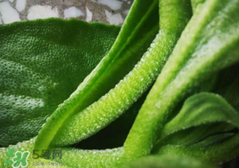 冰菜可以生吃嗎？冰菜能生吃嗎？