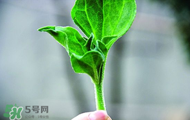 冰菜怎么吃？冰菜可以炒著吃嗎？