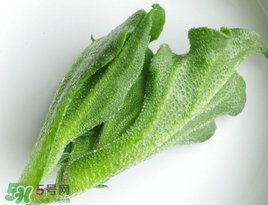 冰菜怎么吃？冰菜可以炒著吃嗎？