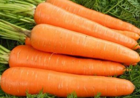胡蘿卜與什么不能同食？胡蘿卜不能和什么一起吃