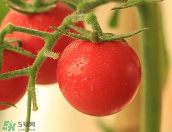 千禧果和圣女果的區(qū)別 千禧果和圣女果哪個(gè)好吃？