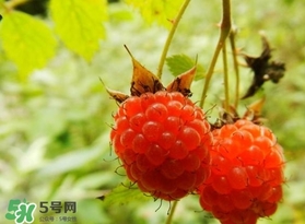 刺泡怎么吃？刺泡使用方法