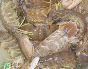 瀨尿蝦是皮皮蝦嗎？瀨尿蝦和皮皮蝦的區(qū)別