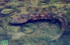 娃娃魚多少錢一斤2017？2017娃娃魚多少錢一斤？