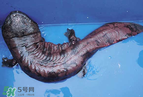 娃娃魚多少錢一斤2017？2017娃娃魚多少錢一斤？