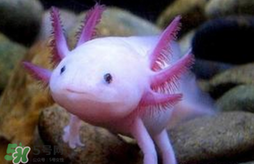 娃娃魚多少錢一斤2017？2017娃娃魚多少錢一斤？