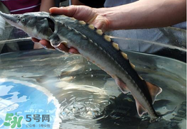 中華鱘多少錢一斤？中華鱘多少錢一斤2017？