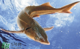 中華鱘多少錢一斤？中華鱘多少錢一斤2017？