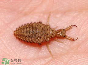 蟻獅價(jià)格多少錢一斤？蟻獅多少錢一克？