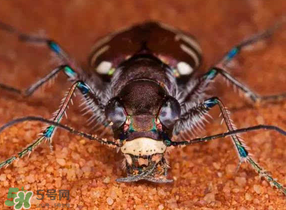 蟻獅價(jià)格多少錢一斤？蟻獅多少錢一克？