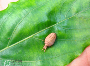 蟻獅價(jià)格多少錢一斤？蟻獅多少錢一克？