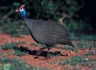 珍珠雞多少錢一斤2017？2017珍珠雞多少錢一斤？