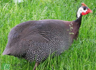 珍珠雞多少錢一斤2017？2017珍珠雞多少錢一斤？