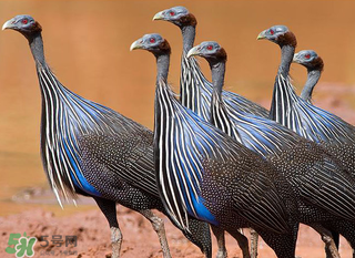 珍珠雞多少錢一斤2017？2017珍珠雞多少錢一斤？