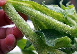 冰菜怎么吃？冰菜可以炒著吃嗎？