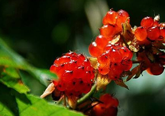 刺泡怎么吃？刺泡使用方法