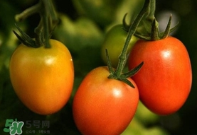 圣女果是小西紅柿嗎？圣女果和西紅柿的區(qū)別