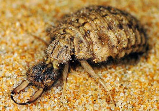 蟻獅價格多少錢一斤？蟻獅多少錢一克？