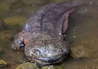 娃娃魚多少錢一斤2017？2017娃娃魚多少錢一斤？