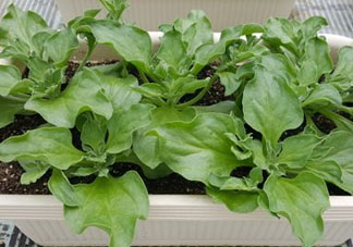 冰菜可以生吃嗎？冰菜能生吃嗎？