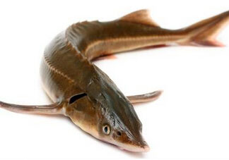 中華鱘多少錢一斤？中華鱘多少錢一斤2017？