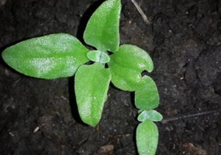 冰菜是什么菜？冰菜和冰草一樣嗎？